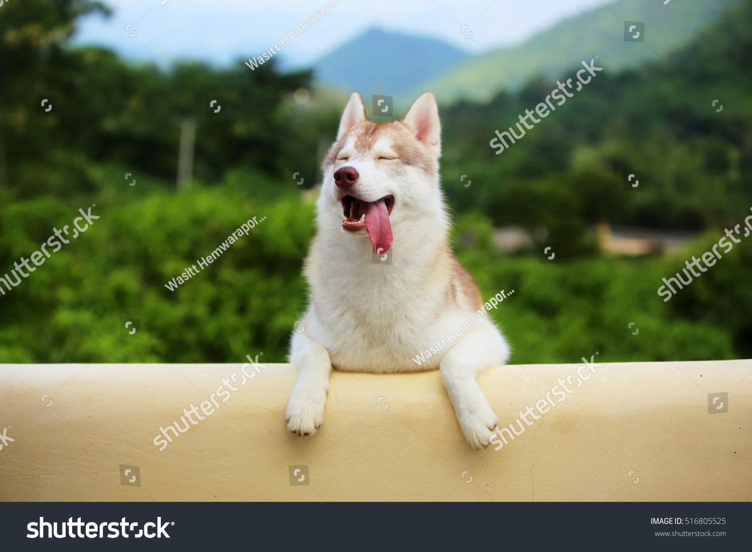 Siberian Husky in grass field with mountain background, happy dog, dog smiling, dog portrait #516805525