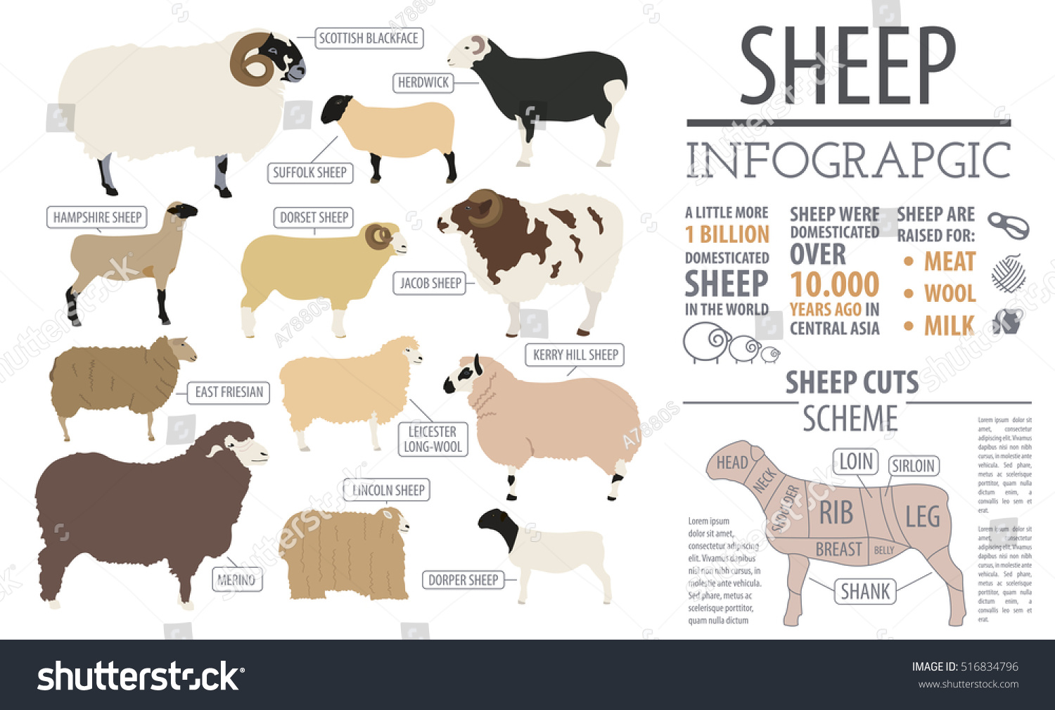 Sheep Breed Infographic Template. Farm Animal. - Royalty Free Stock 