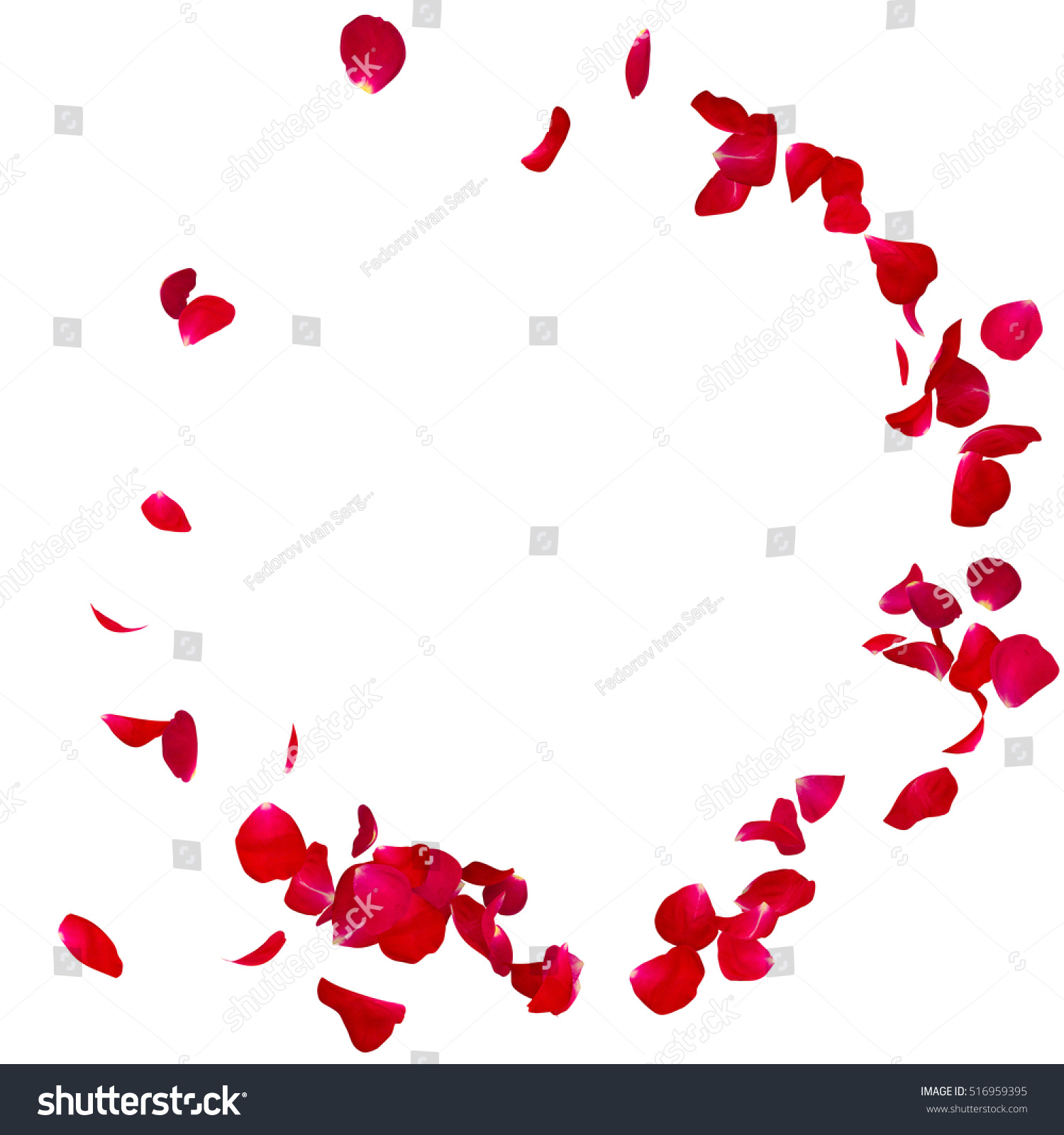 Red rose petals scattered on the floor in a semi-circle. There is a place for Your text or photo #516959395