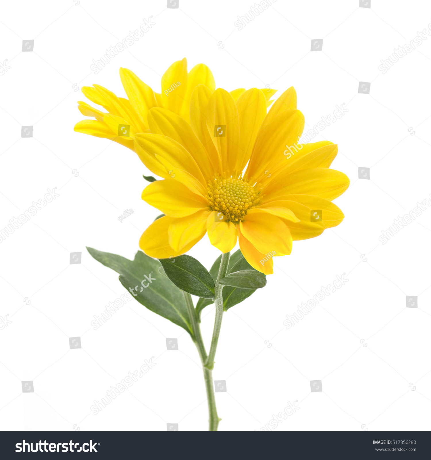 yellow flowers of chrysanthemum on a white background #517356280