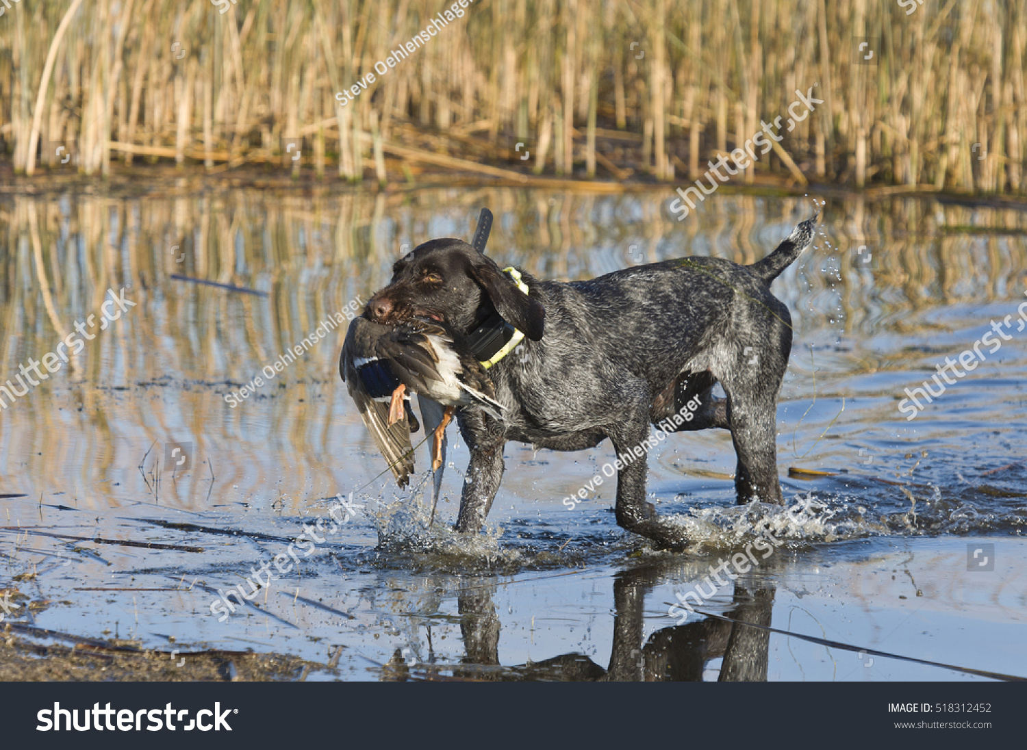 Duck Hunting Dog #518312452