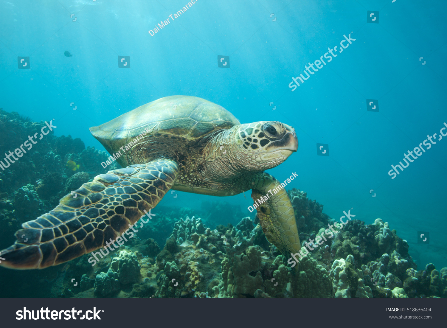 Close encounter with a green sea turtle underwater #518636404