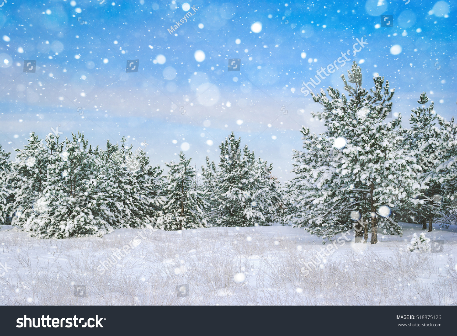Winter landscape. Pine trees covered with snow. #518875126