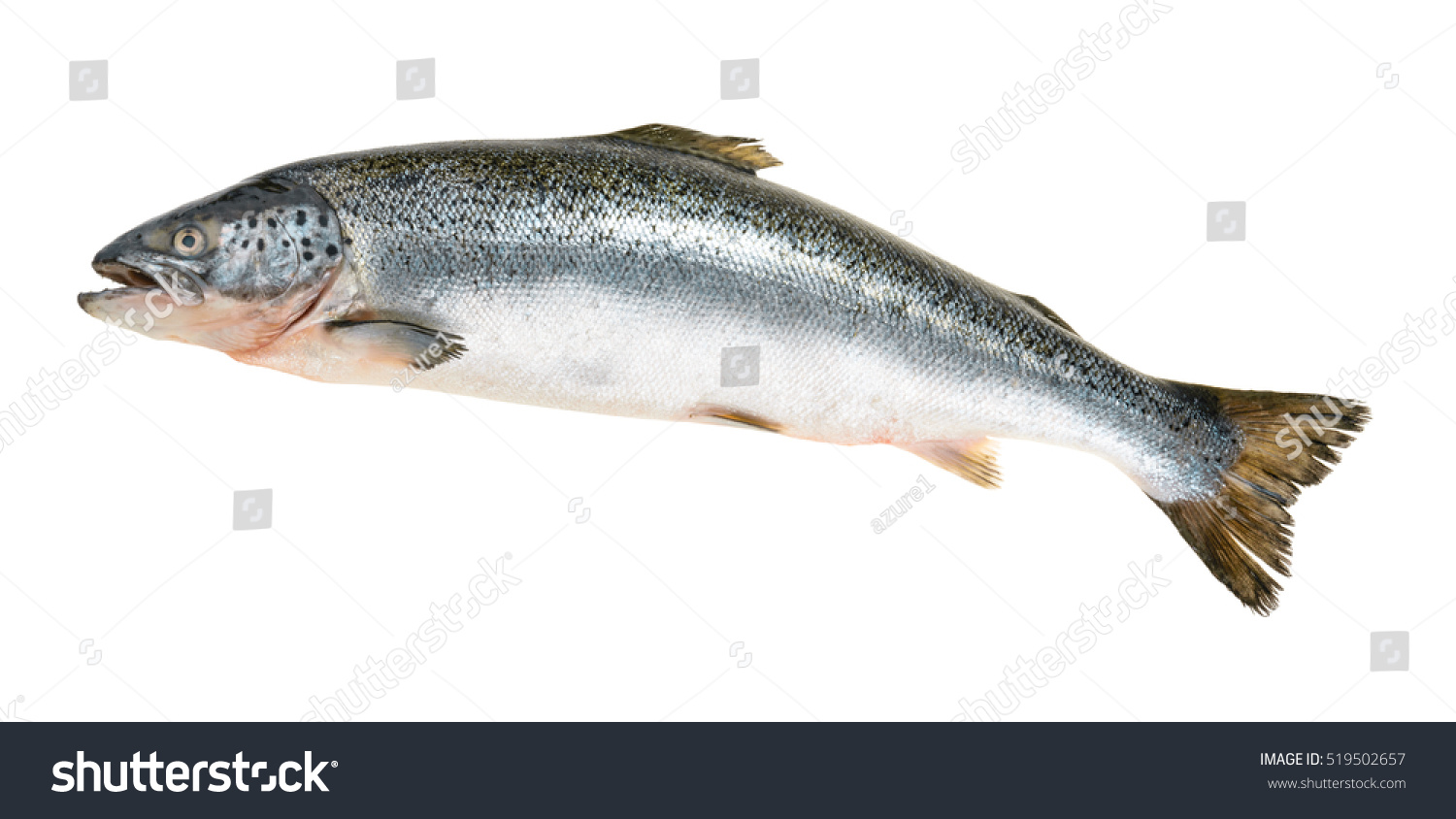 Salmon fish isolated on white without shadow #519502657