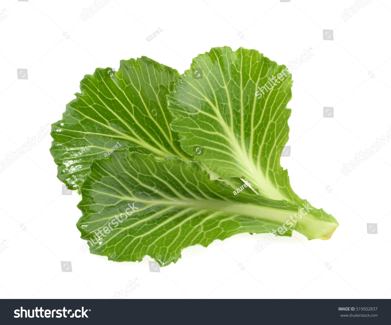 Cabbage leaves isolated on white #519502837