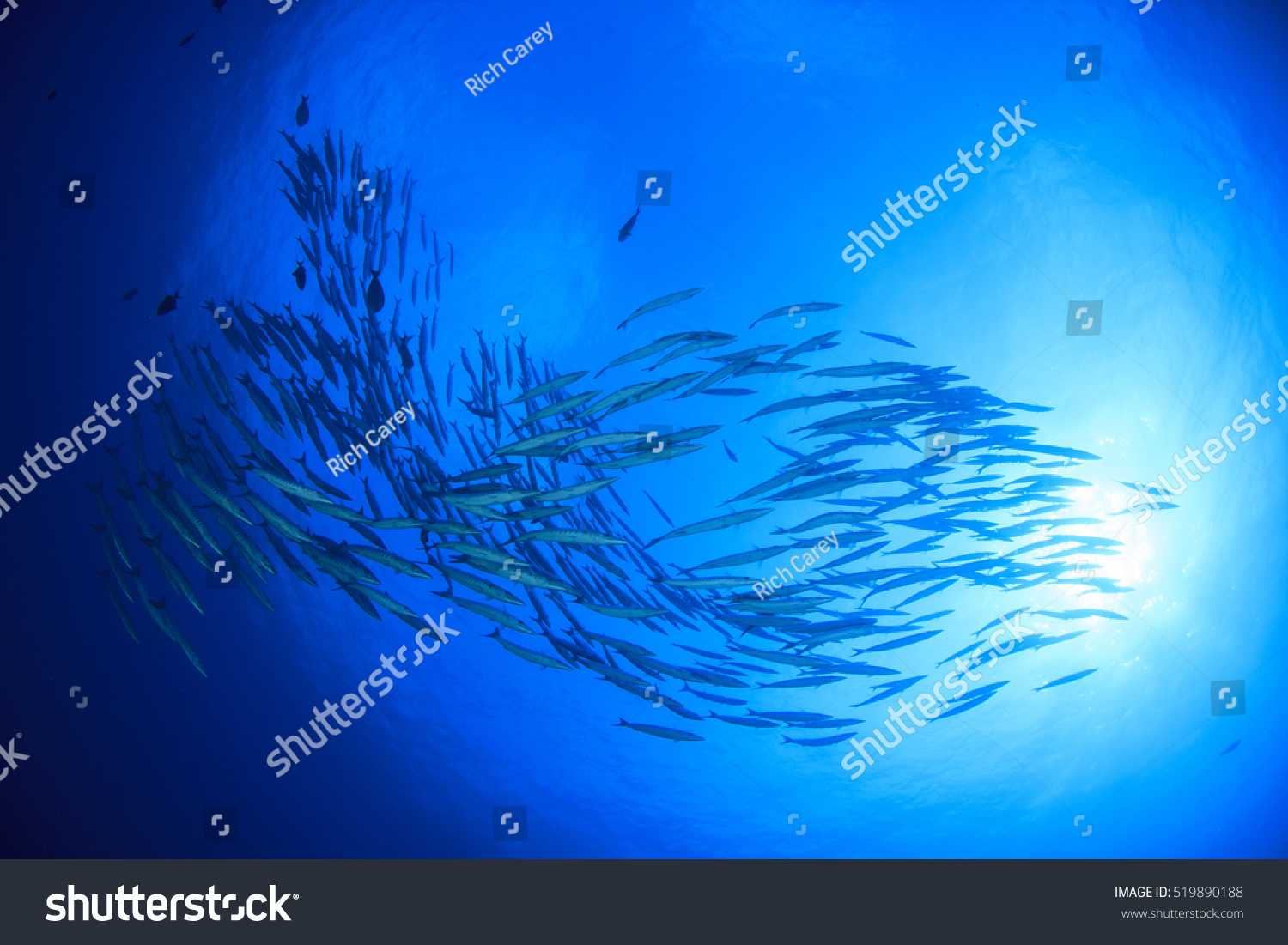 Barracuda fish #519890188