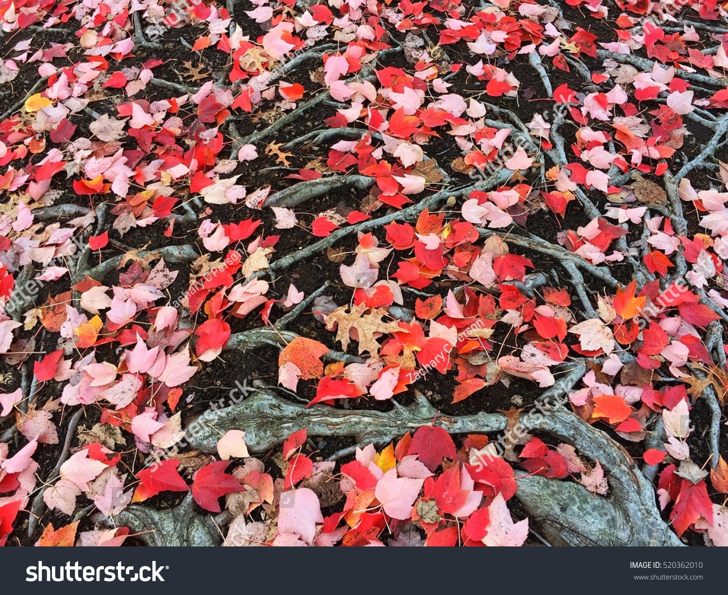 Colorful dry fall leaves on the ground #520362010