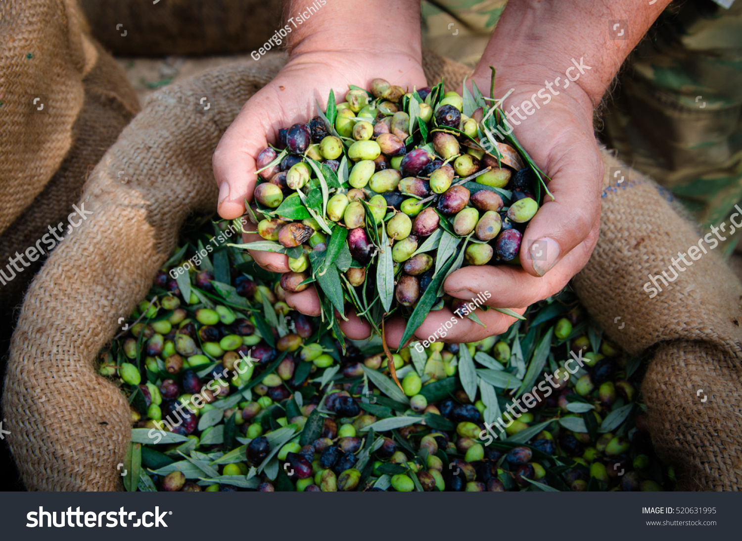 Harvested fresh olives in the hands of farmer, Crete, Greece. #520631995