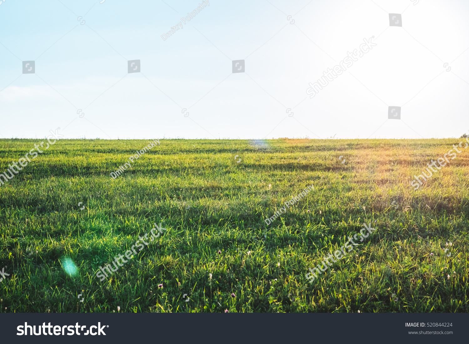 Background photography of bright sunny lush grass field under blue sunny sky. Outdoor countryside meadow nature. Rural pasture landscape of plain grass background. Agricultural grass field pastures #520844224