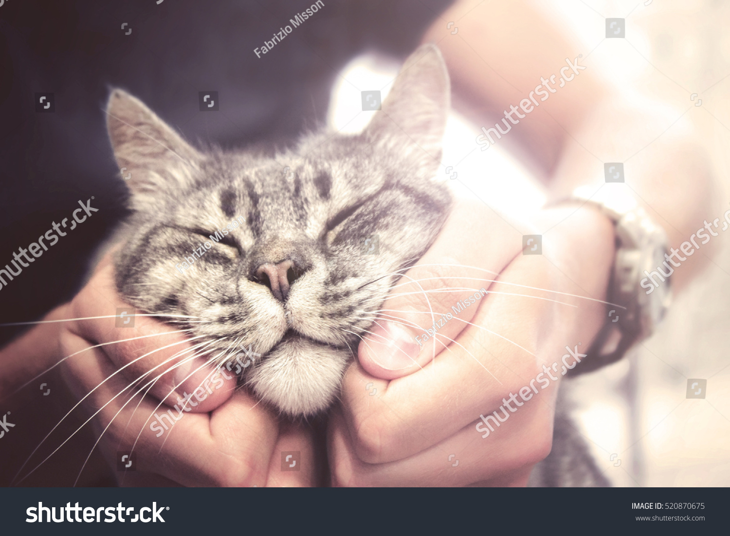 lovely cat in human hands, vintage effect love for the animals #520870675