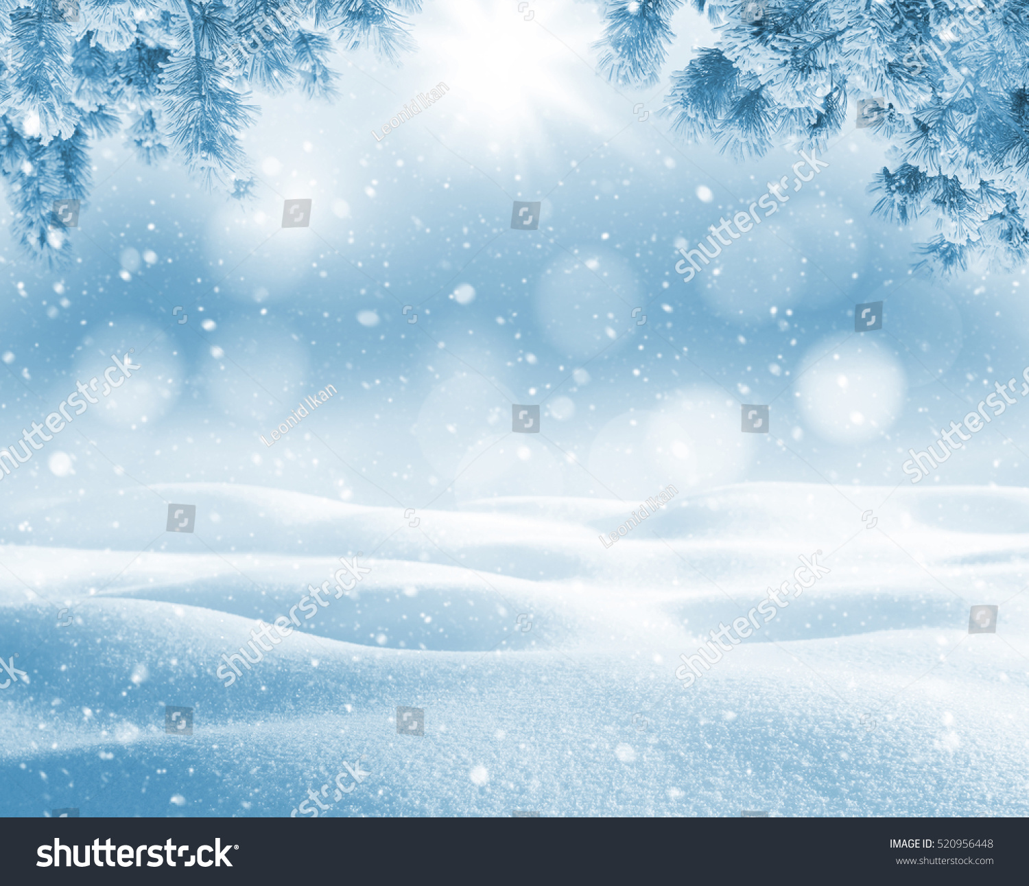 Winter bright background. Christmas landscape with snowdrifts and pine branches in the frost. #520956448