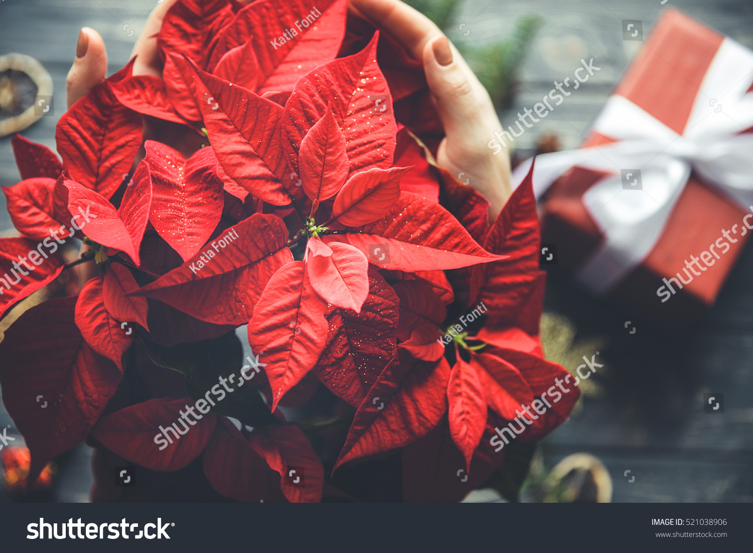 Poinsettia flower in woman hands with gift box on background. Christmas preparing process #521038906