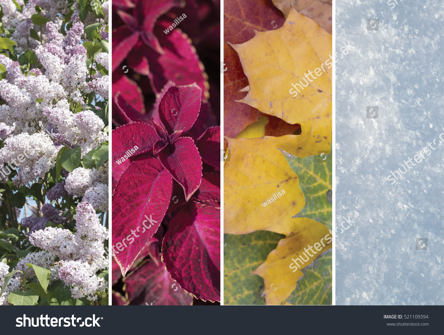 Collage of scenes of the four seasons #521109394