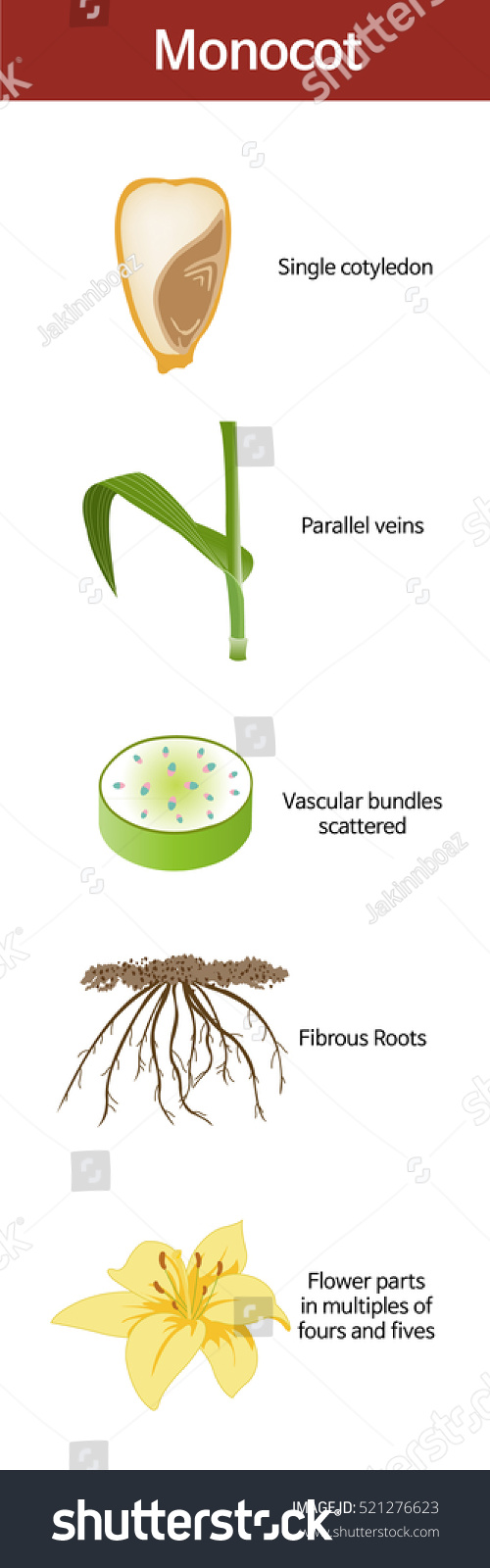 A picture summarizing the features of a monocot.
