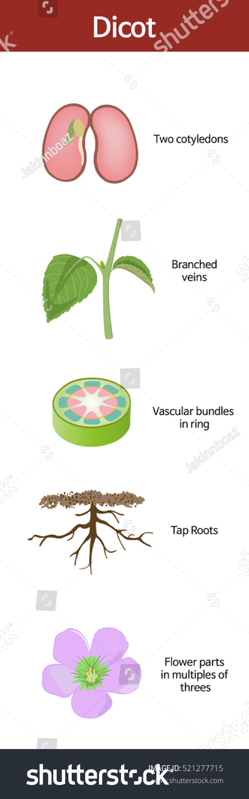 A picture summarizing the features of a dicot.