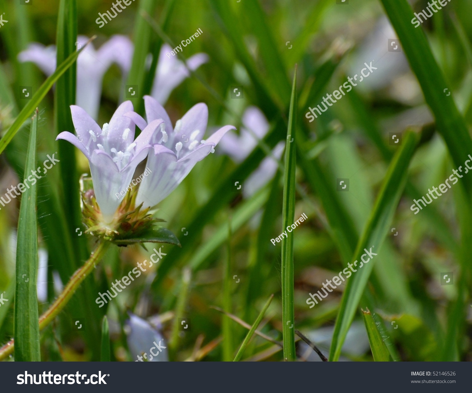close up of delicate, lavender colored flower #52146526