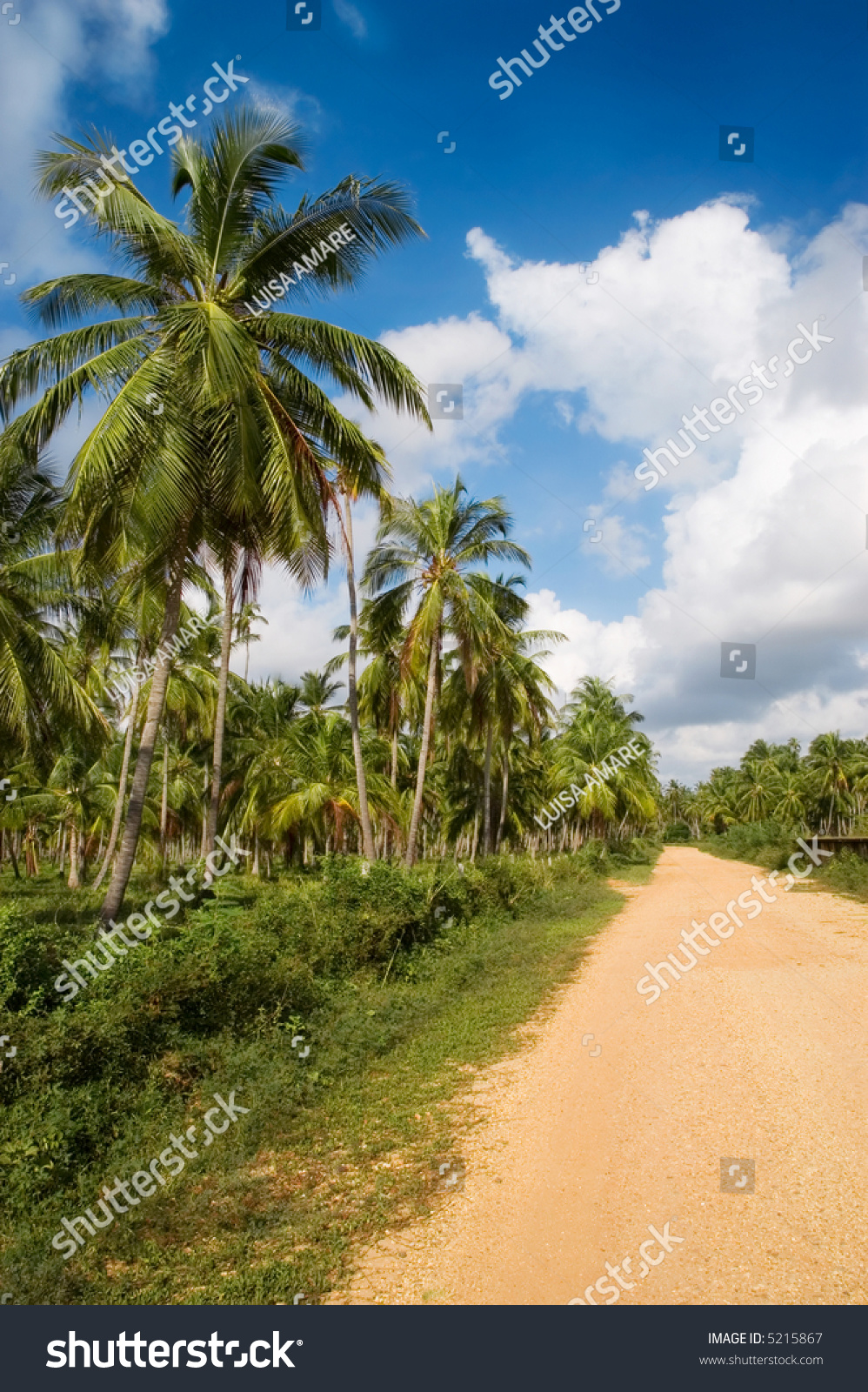 Caribbean Tropical coconut trees #5215867