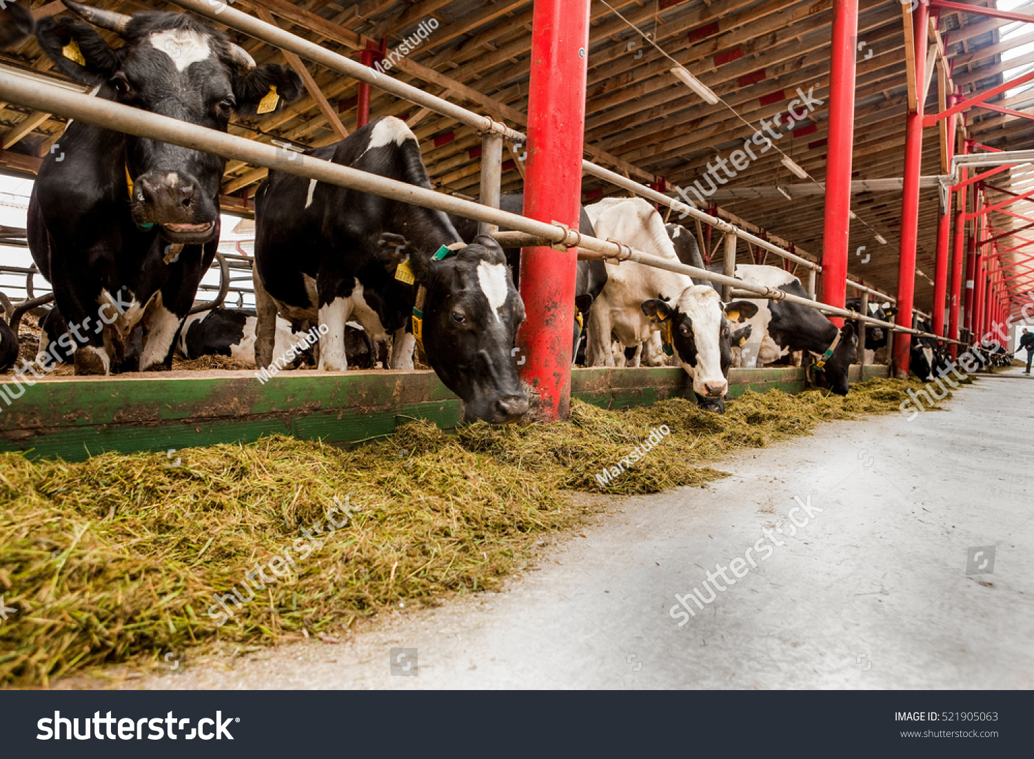 Cows on a farm eating grass, cattle, hay #521905063