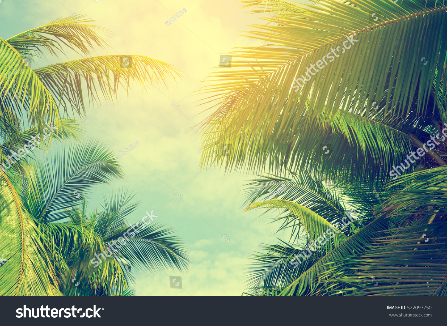 Palm trees against blue sky, Palm trees at tropical coast, vintage toned and stylized, coconut tree,summer tree ,retro #522097750