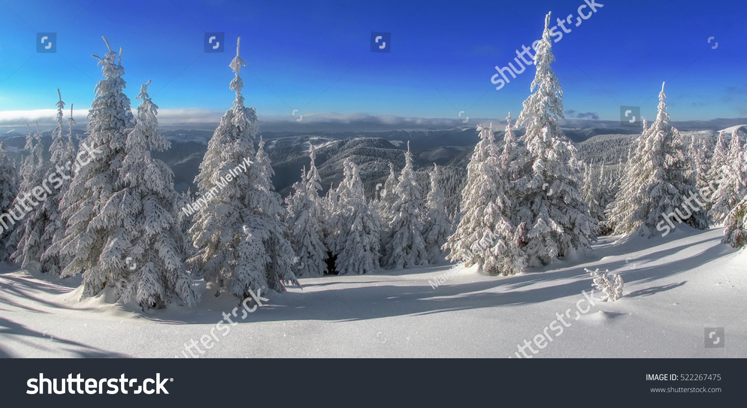 Snow covered fir trees on the background of mountain peaks. Panoramic view of the picturesque snowy winter landscape. Magnificent and silent sunny day.  #522267475