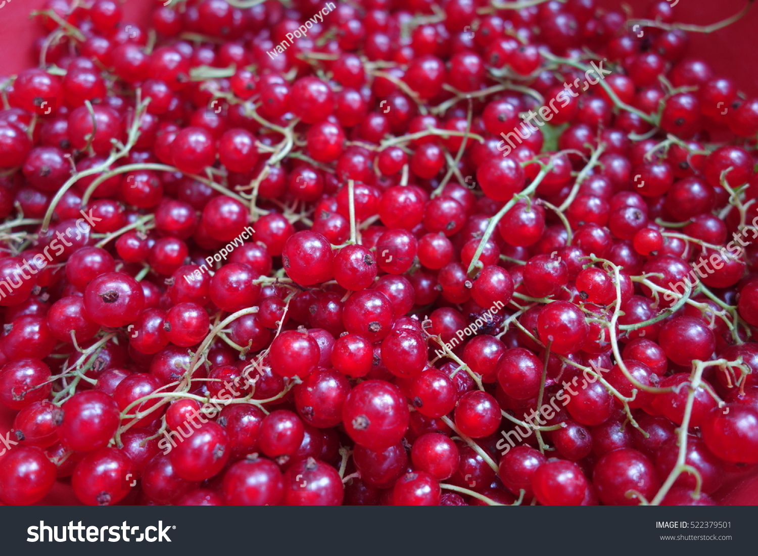Red currant #522379501