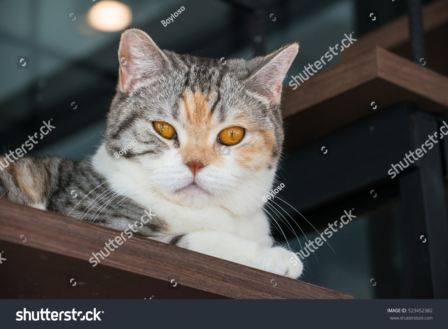 The American wirehair cat looking to camera. The American wirehair cat is a breed native to New York, with a wiry, crimped coat resulting from a natural genetic mutation. #523452382