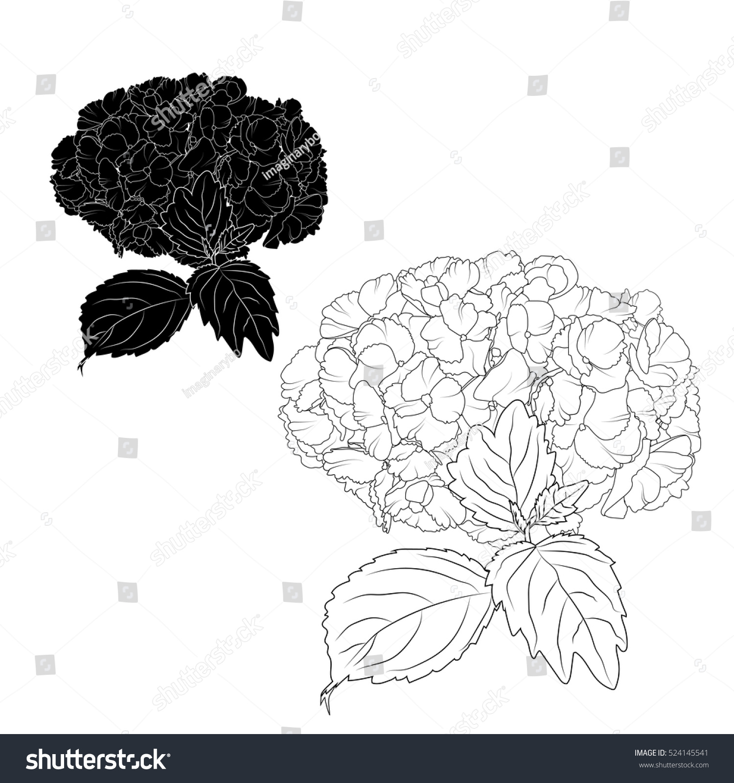 Hydrangea Hortensia Ajisai Flowers Lacecap Royalty Free Stock Vector Avopix Com