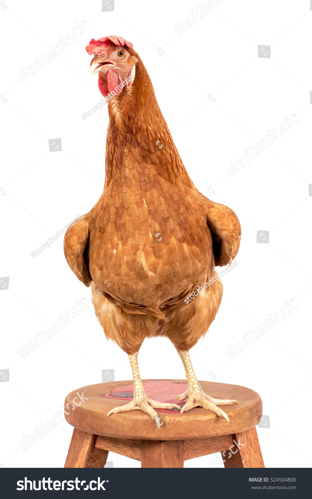 rooster standing on wood path isolated white background #524504800