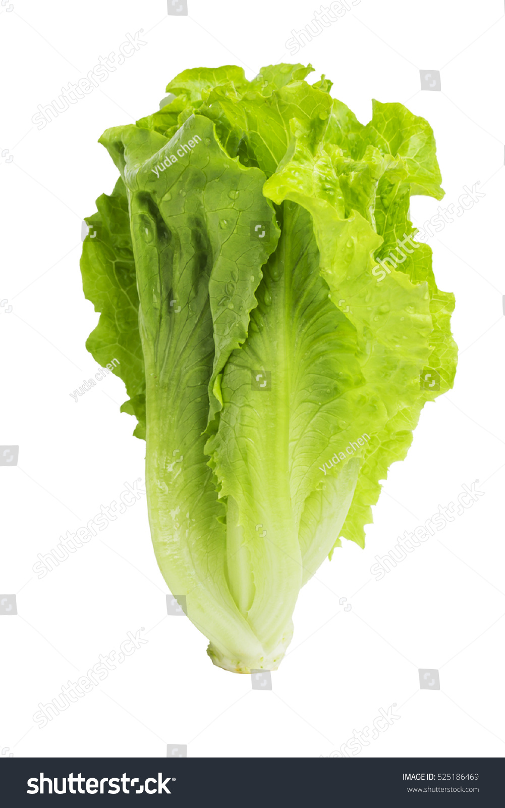 Romain Lettuce isolated on a white background #525186469