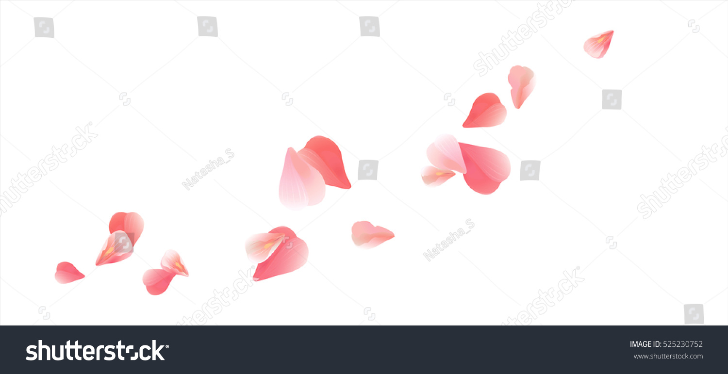 Flowers design. Flowers petals. Sakura flying petals isolated on white background. Petals Roses Flowers. Vector