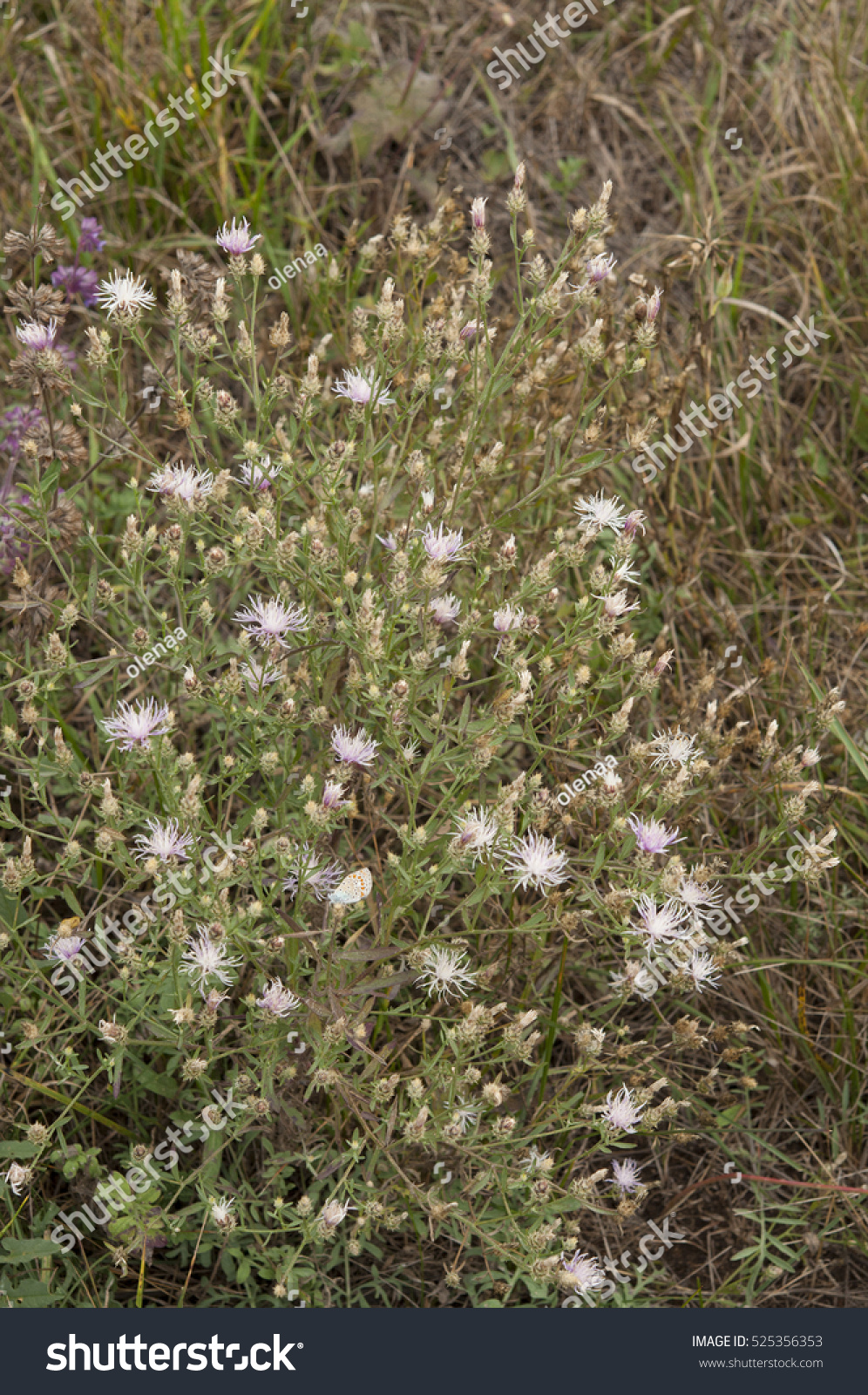 Centaurea diffusa in bloom at steppe - Royalty Free Stock Photo ...