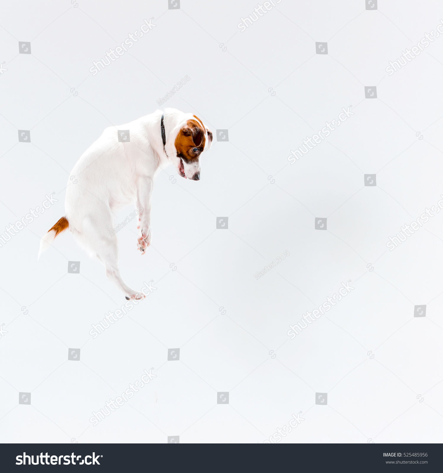 Small Jack Russell Terrier playing on white background #525485956