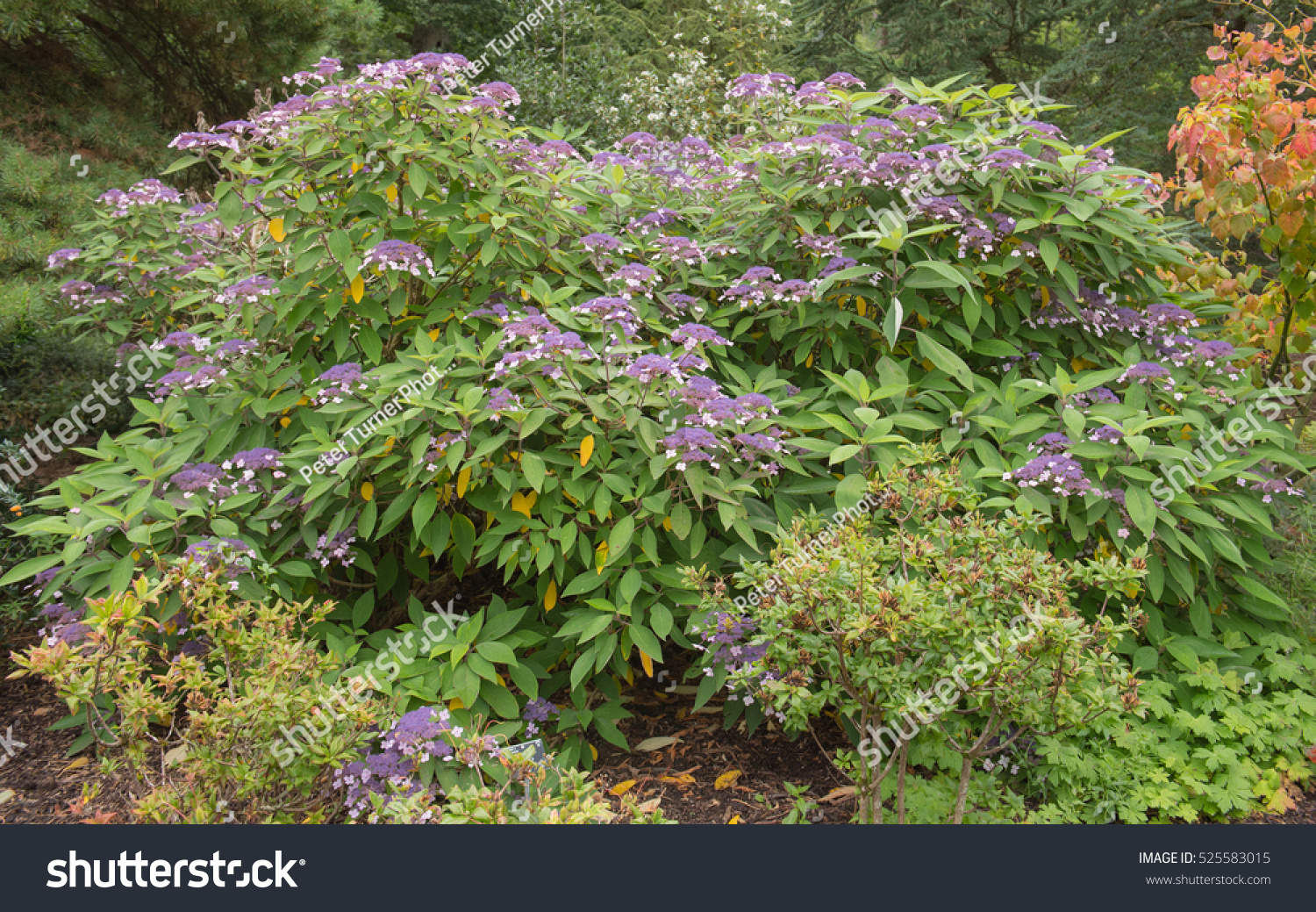 Image of Hydrangea aspera in a woodland setting