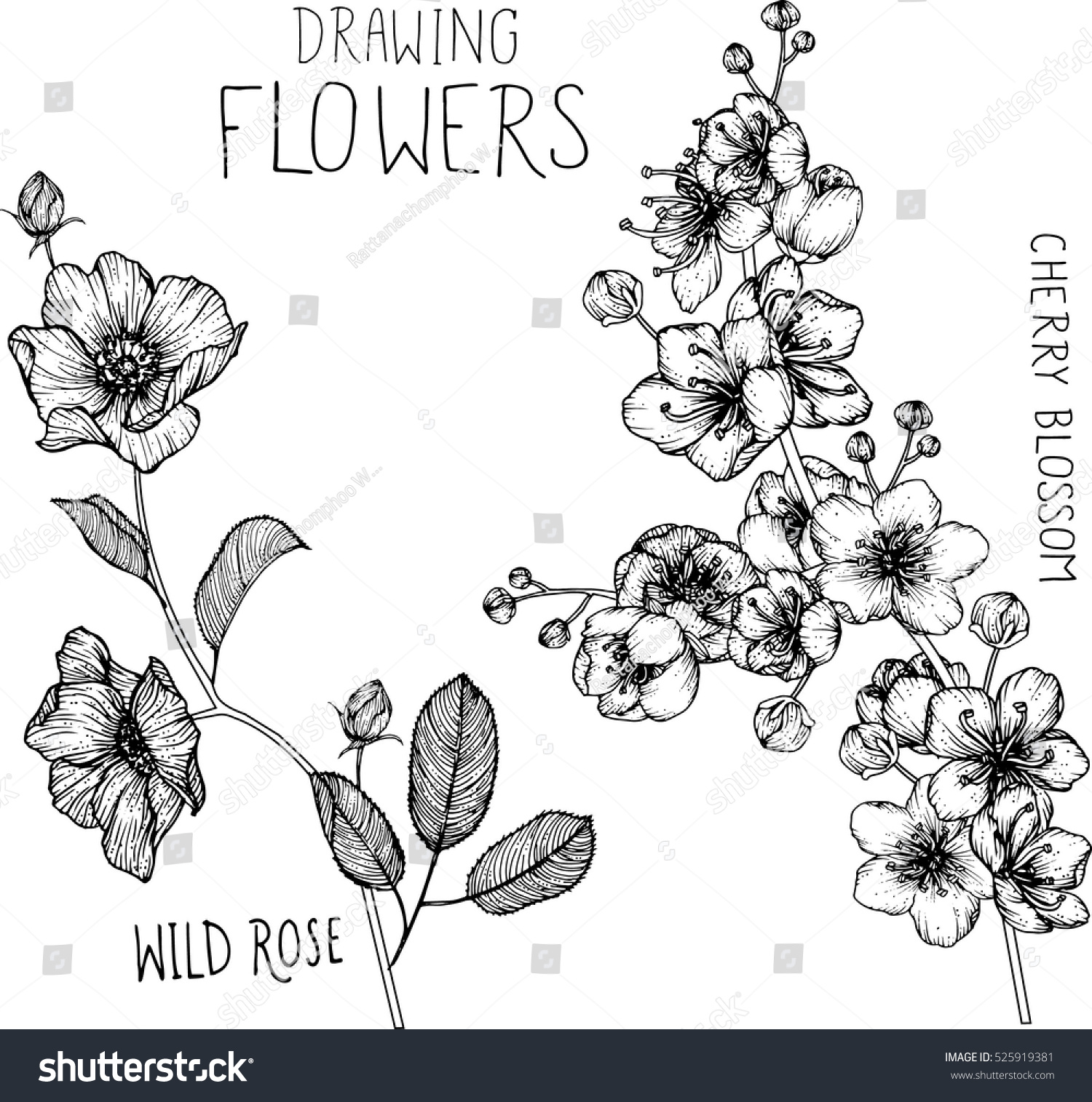 drawing flowers. Wild roses and cherry blossom clip-art or illustration. #525919381