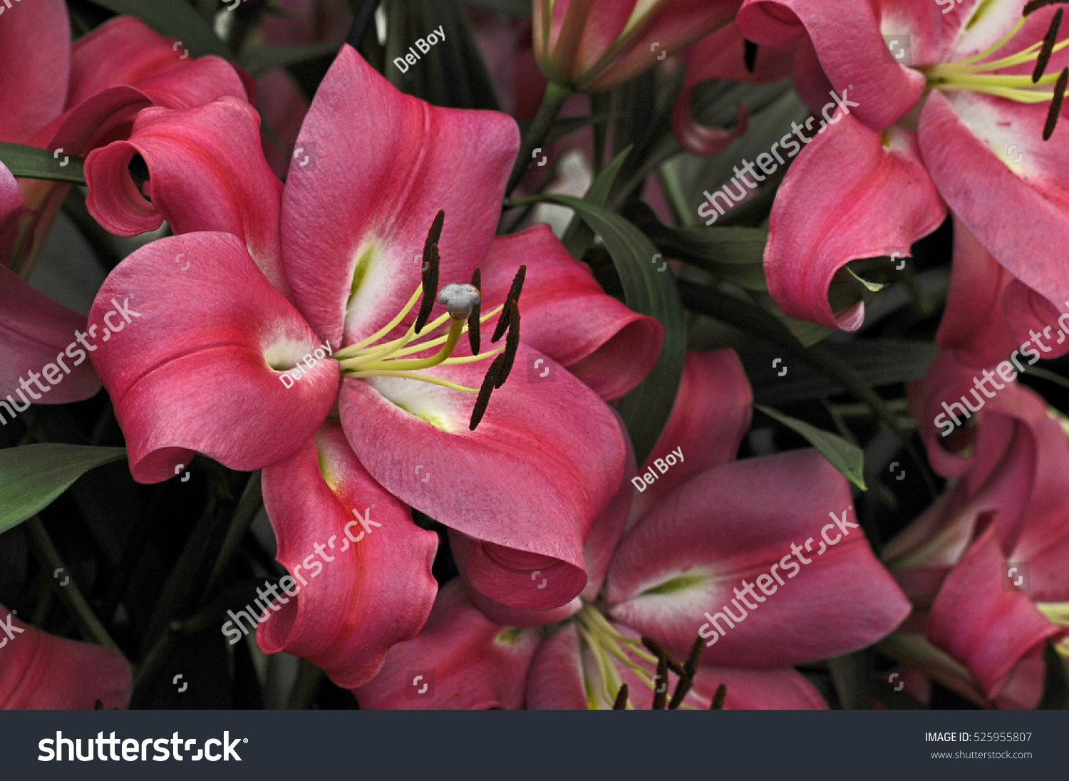 Close up of the flowering Lilium 'Robina' #525955807