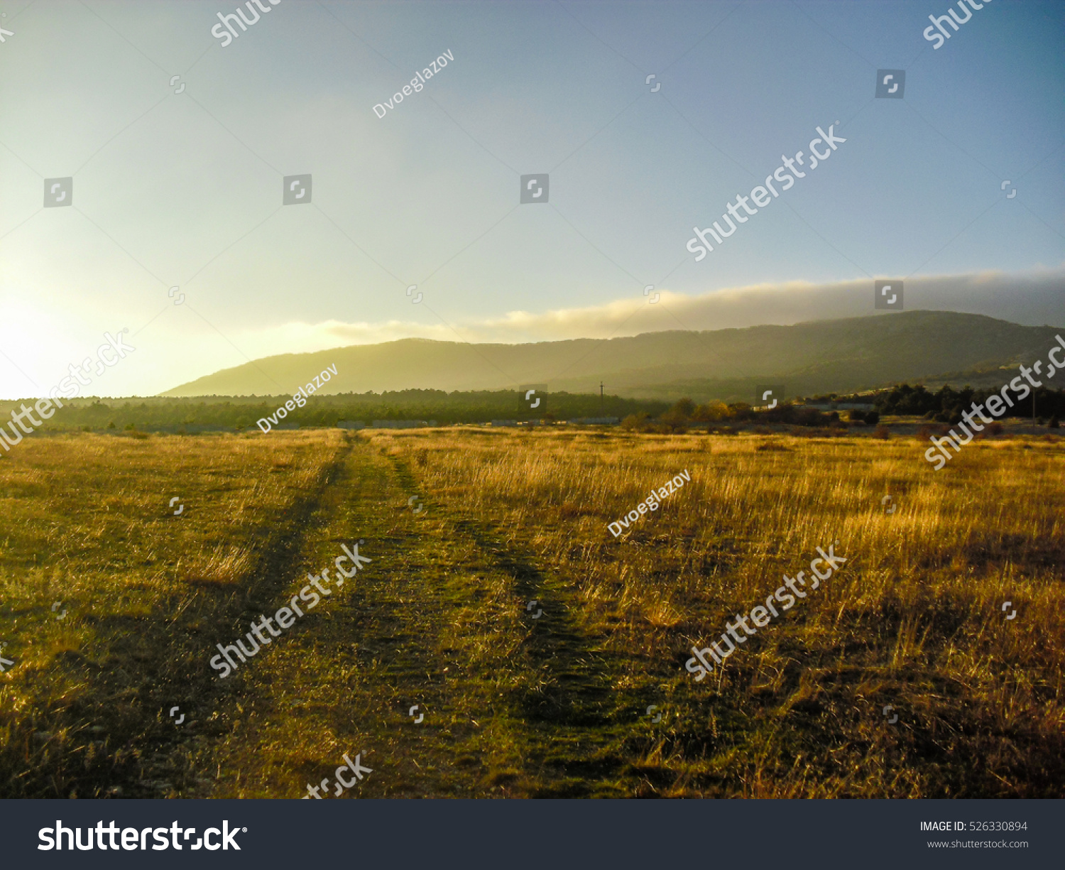 Grassy road to the forest. Sunset landscape. Dry grass field. #526330894