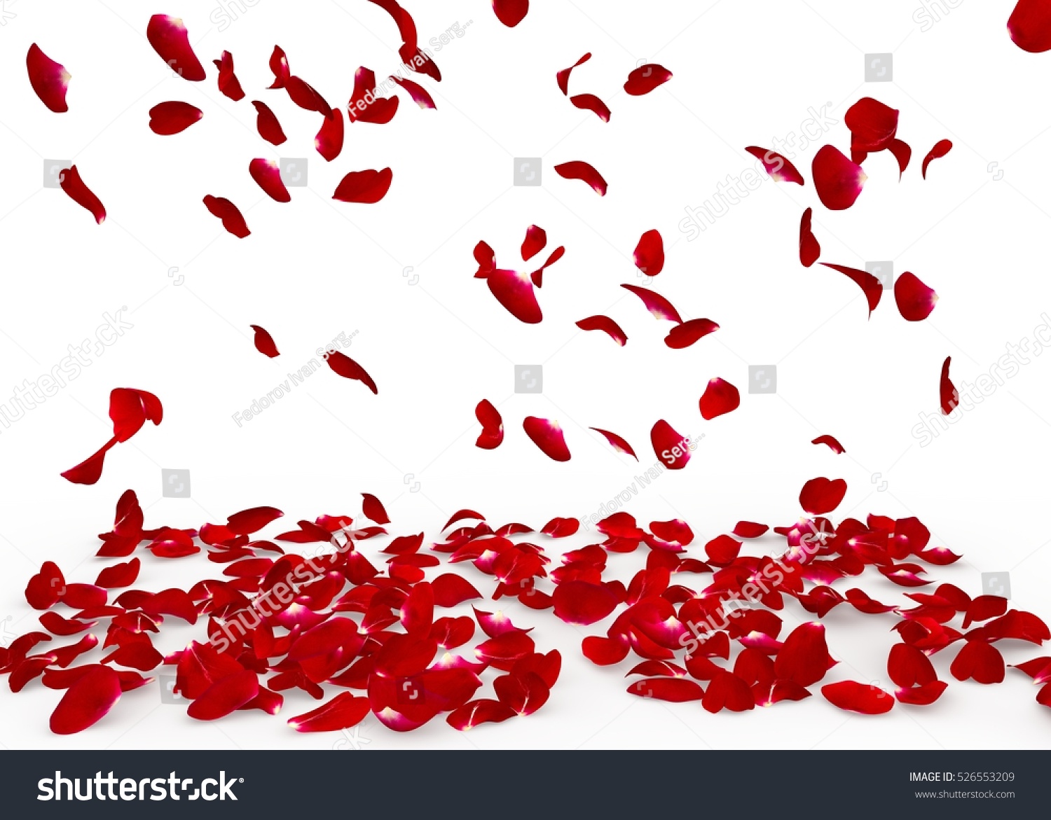 Rose petals fall to the floor. Isolated background #526553209