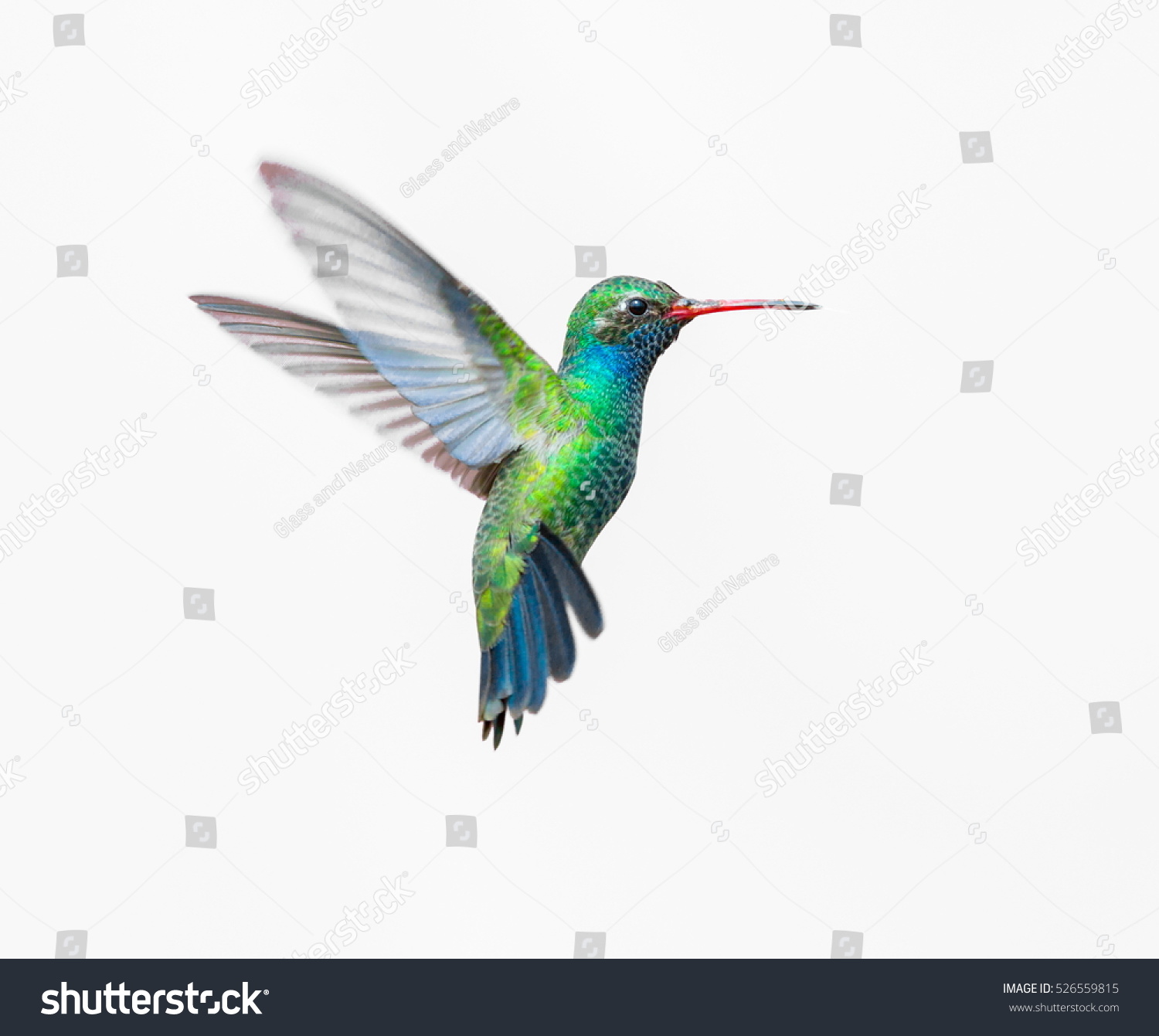 Broad Billed Hummingbird on a pure white background. Using different backgrounds the bird becomes more interesting and can easily be isolated for a project. These birds are native to Mexico. #526559815