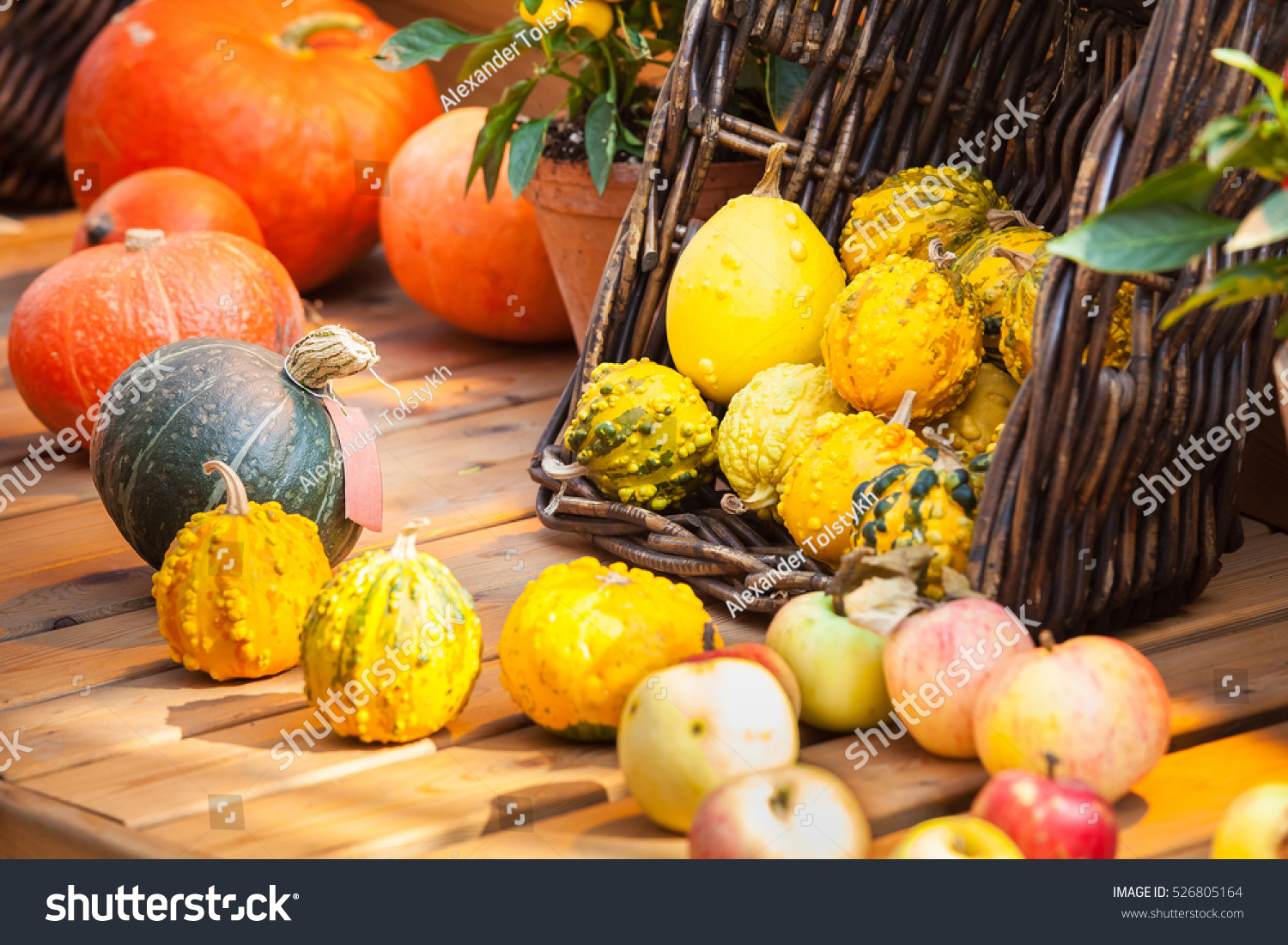 Autumn harvest background with small decorative pumpkins on the table #526805164
