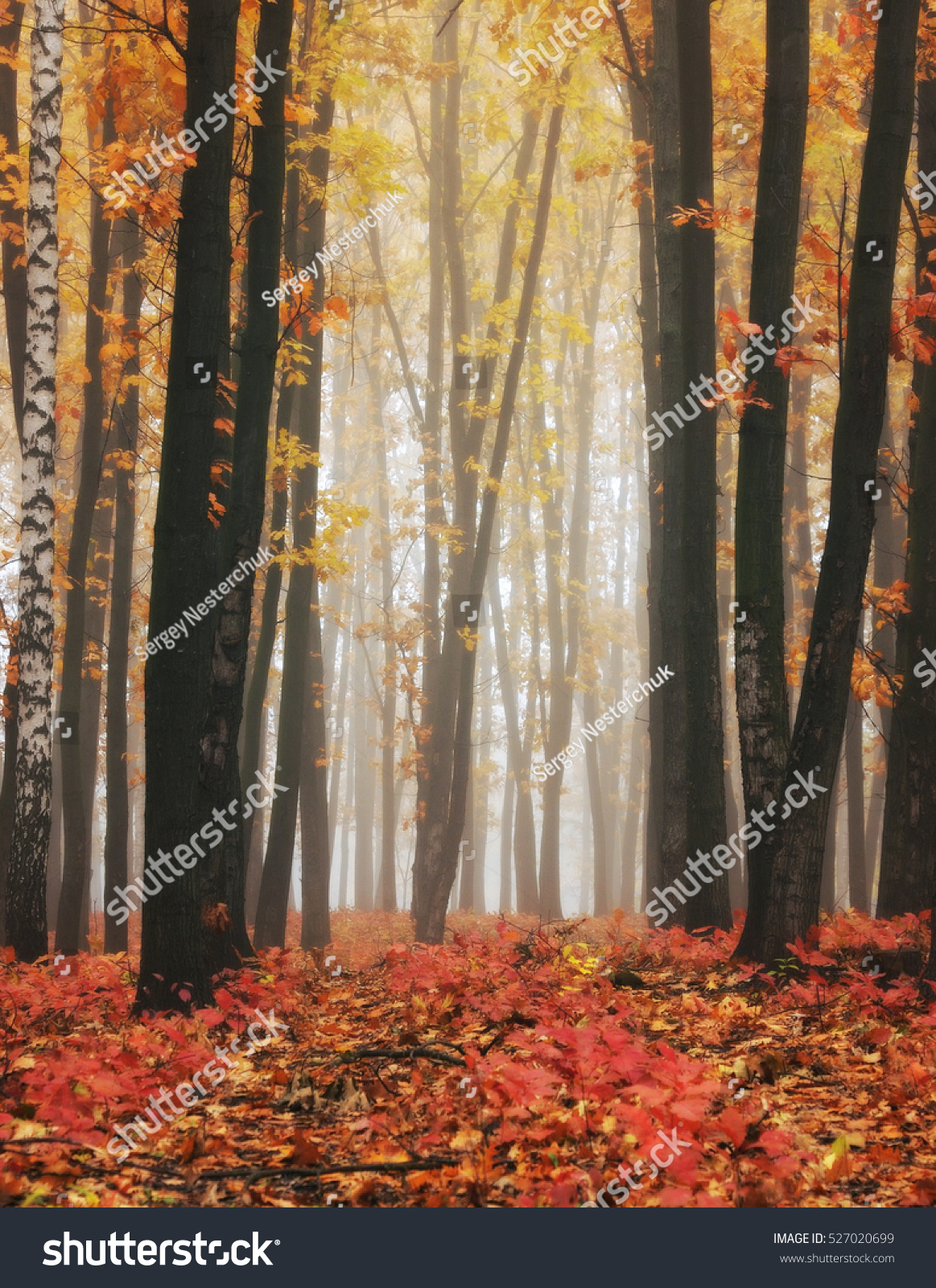 autumn forest #527020699