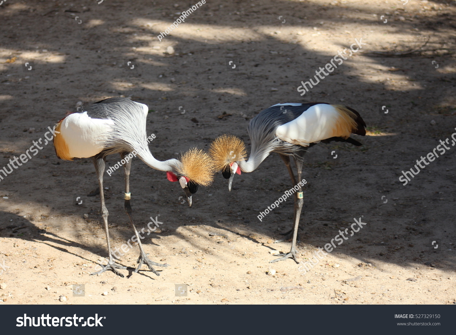 East African Crowned Crane #527329150
