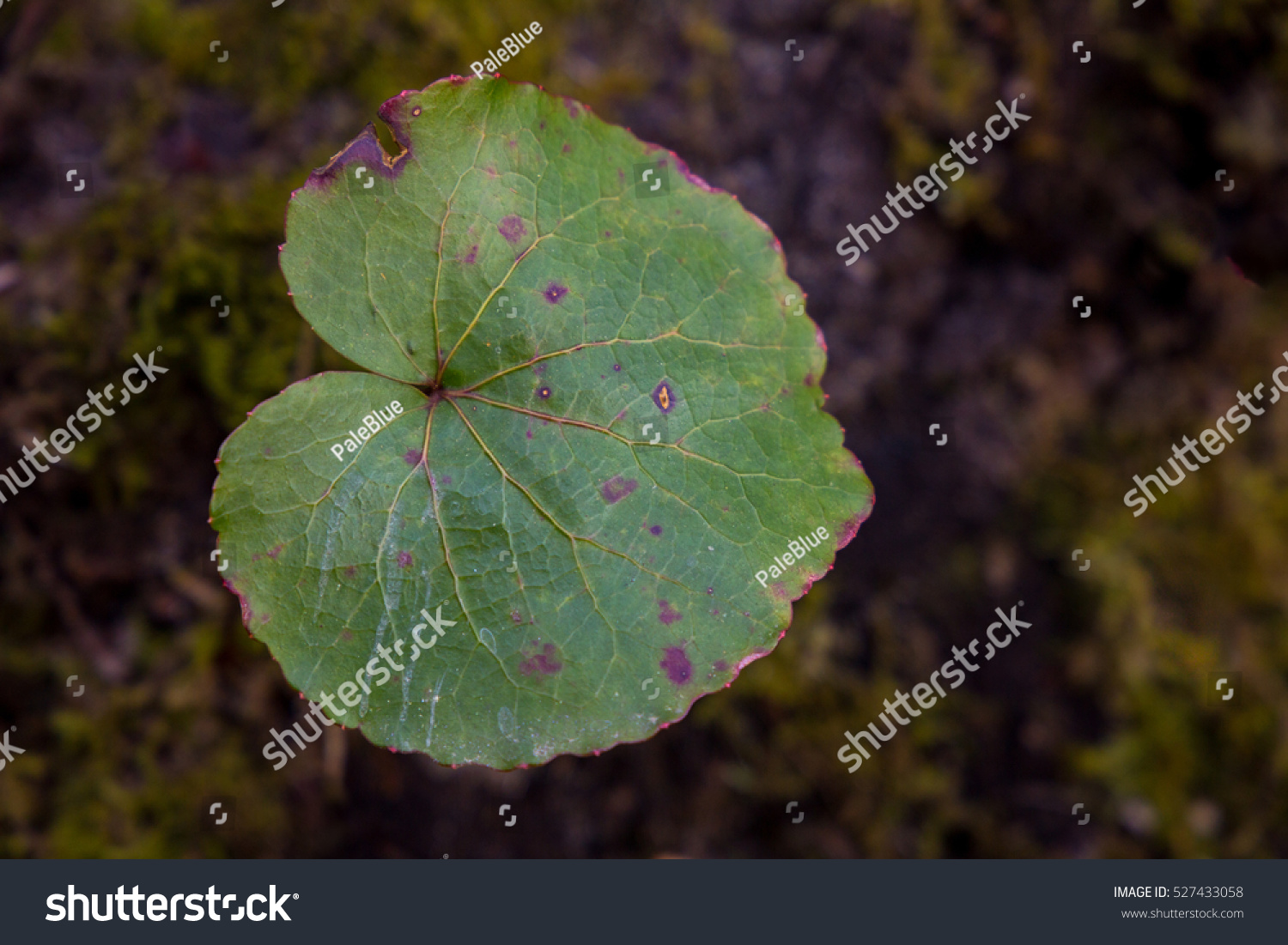 Single Galax Leaf with purple spots on de-focused ground #527433058