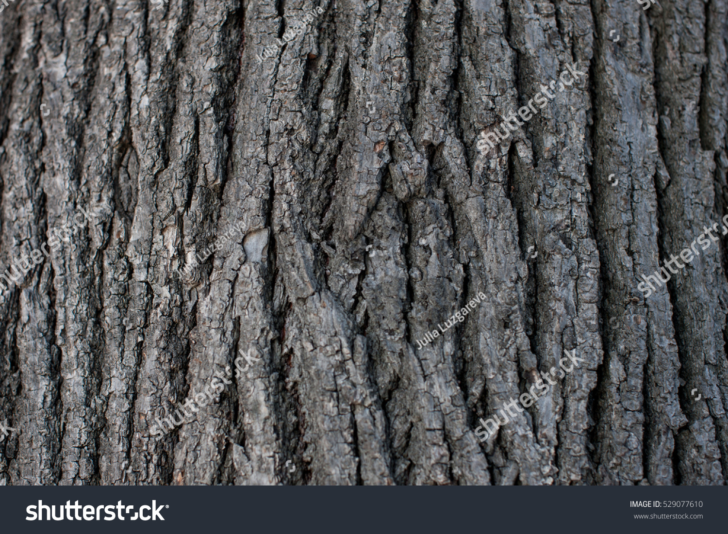Old Wood Background. design, wood texture background   #529077610