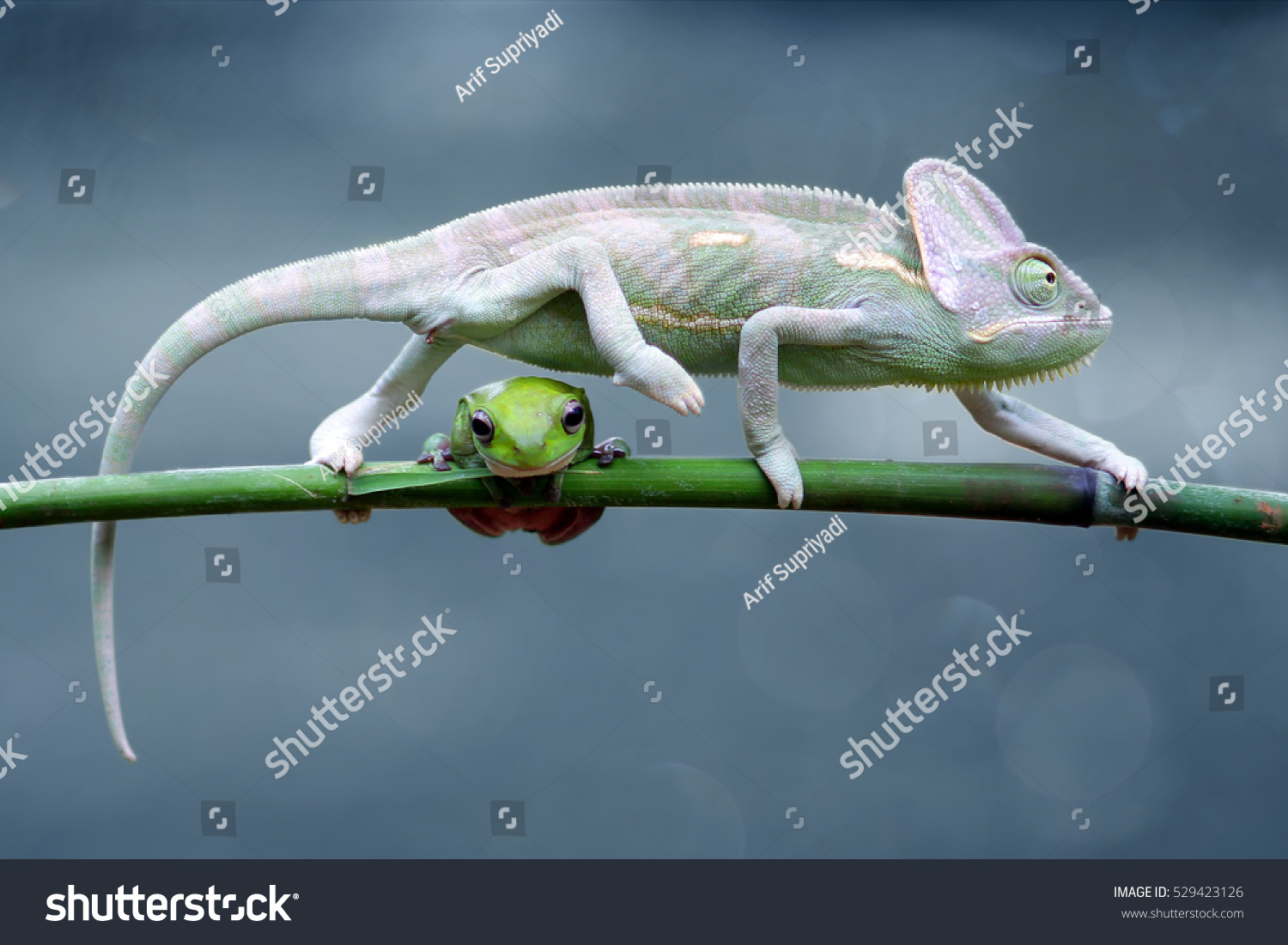 reptile, reptiles, chameleon, macro, animal, animals, indonesia, chameleon veiled, chameleon with frog, dumpy frog, tree frog, frog, #529423126