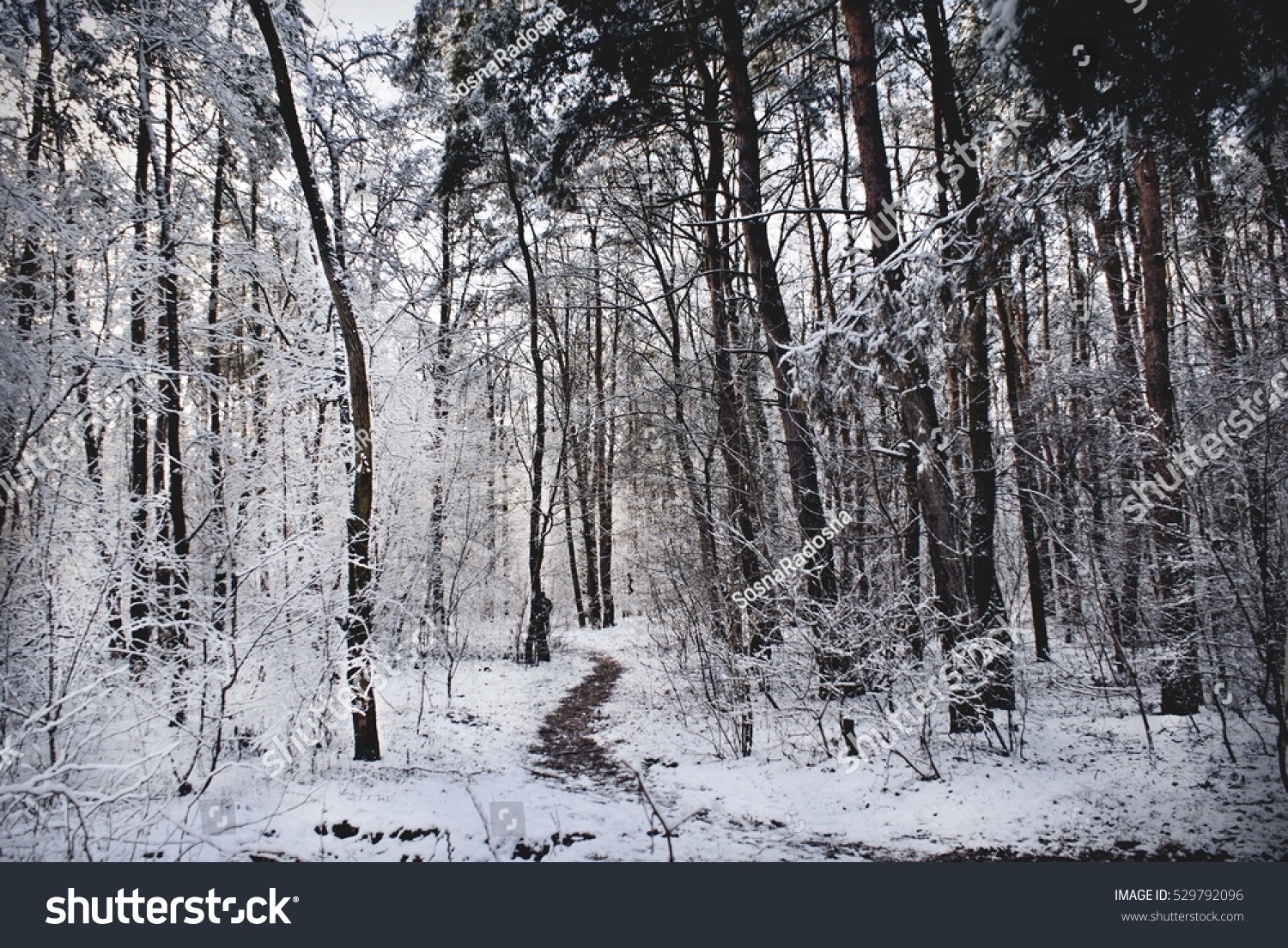Winter snowing inn forest background #529792096