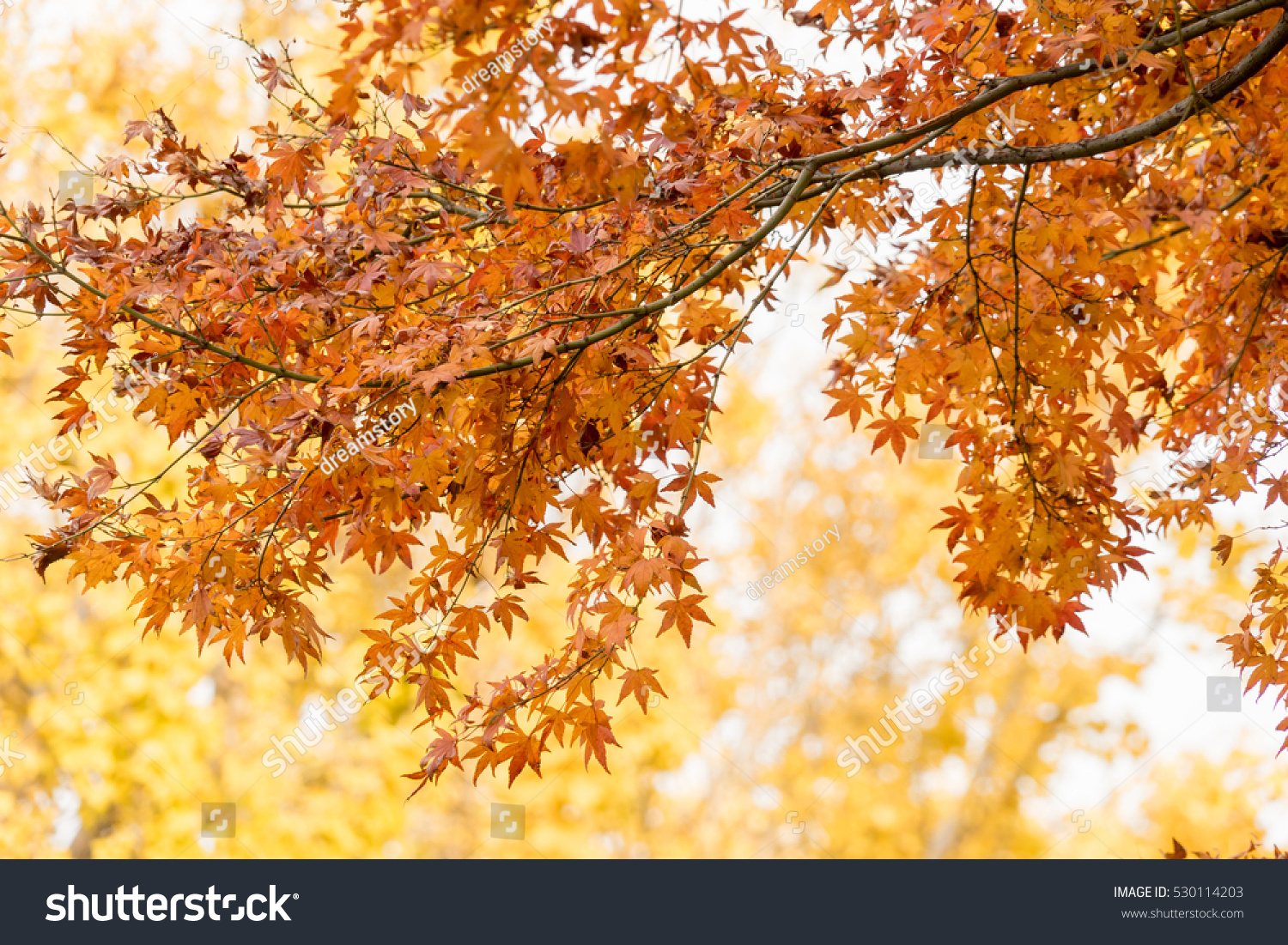 colorful red maple leaves branch tree in Showa Kinen Park, Tokyo, Japan. #530114203
