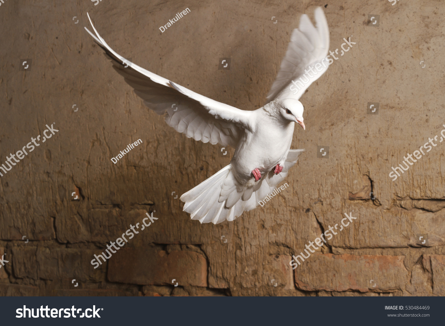 white dove flying against a background of an old brick wall,pigeon, mail, good news, peace #530484469