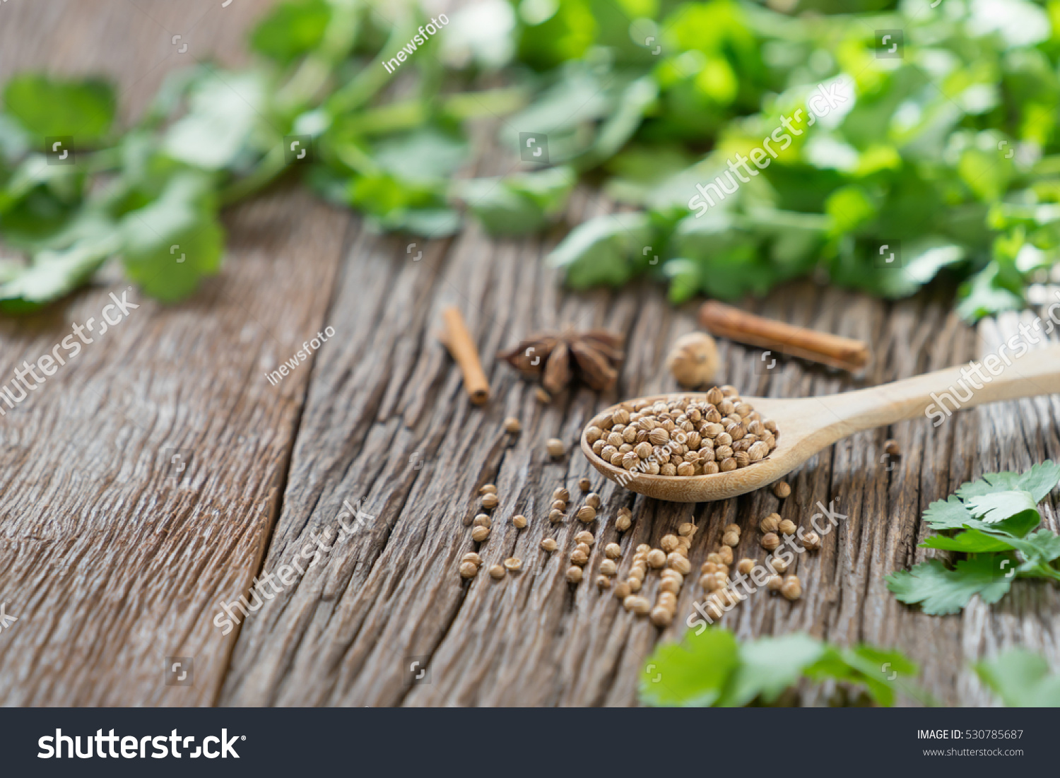 Coriander seed and leaf on wood background with copy space. #530785687