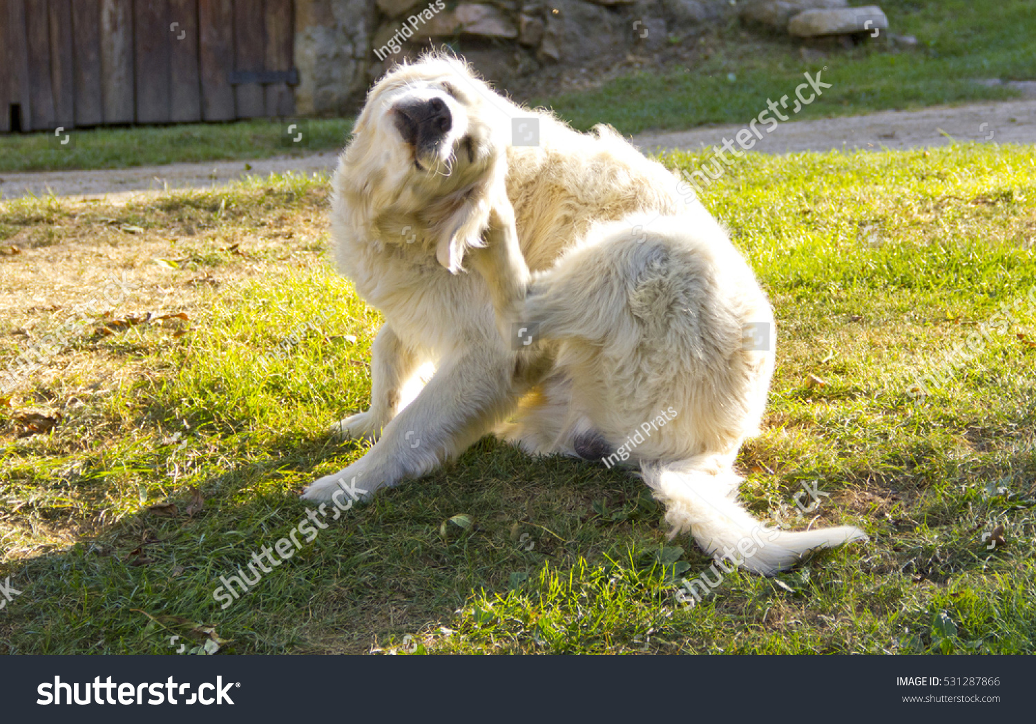 Golden retriever dog scratching #531287866