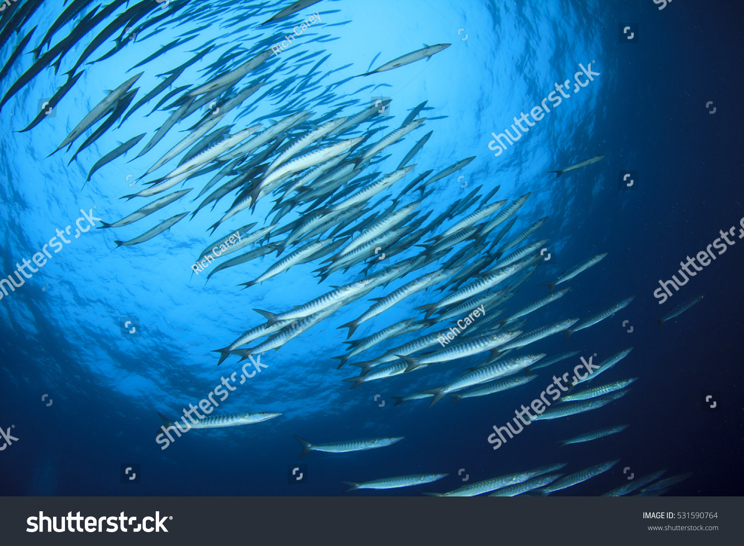 Fish school barracudas #531590764
